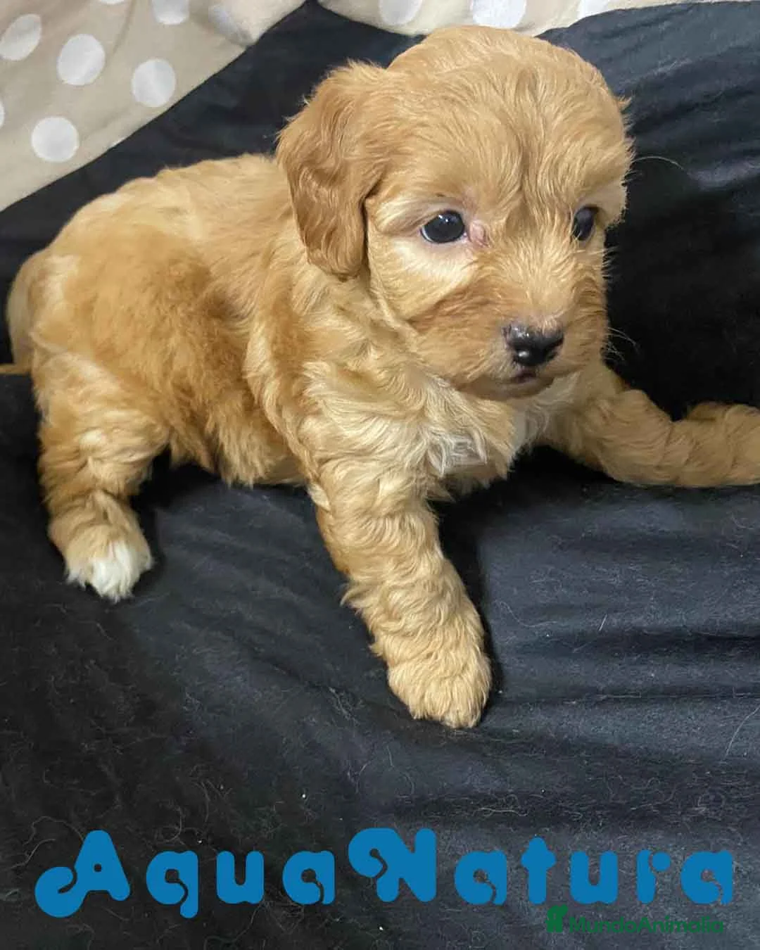 Havapoo perros en venta: Havapoo Hembra 2 de Locaty y Can AQUANATURA - Anuncio 3