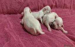 Bichón Maltés perros en venta: Bichón Maltés Toy  - Imagen 4