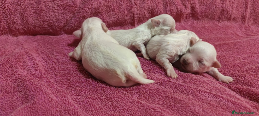 Bichón Maltés perros en venta: Bichón Maltés Toy  - Imagen 4
