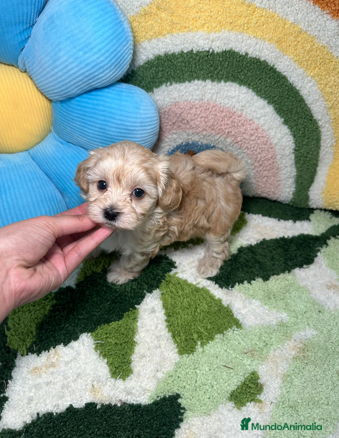 Maltipoo perros en venta: Maltipoo Mini Toy - Anuncio 5