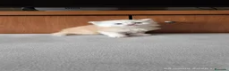 Persa gatos en venta: Gatos persas chinchilla silver  - Anuncio 5