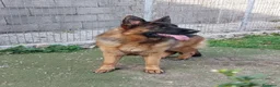Pastor Alemán perros en venta: Cachorra pastor alemán  - Anuncio 11