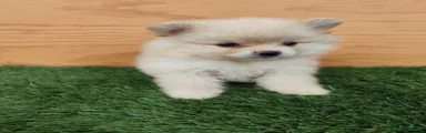 Spitz pequeño - Kleinspitz 1