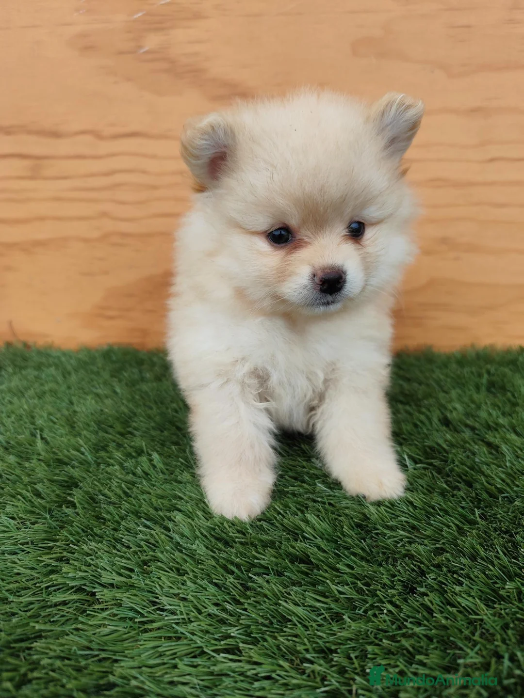 Spitz pequeño - Kleinspitz perros en venta: Spitz pequeño  - Anuncio 2