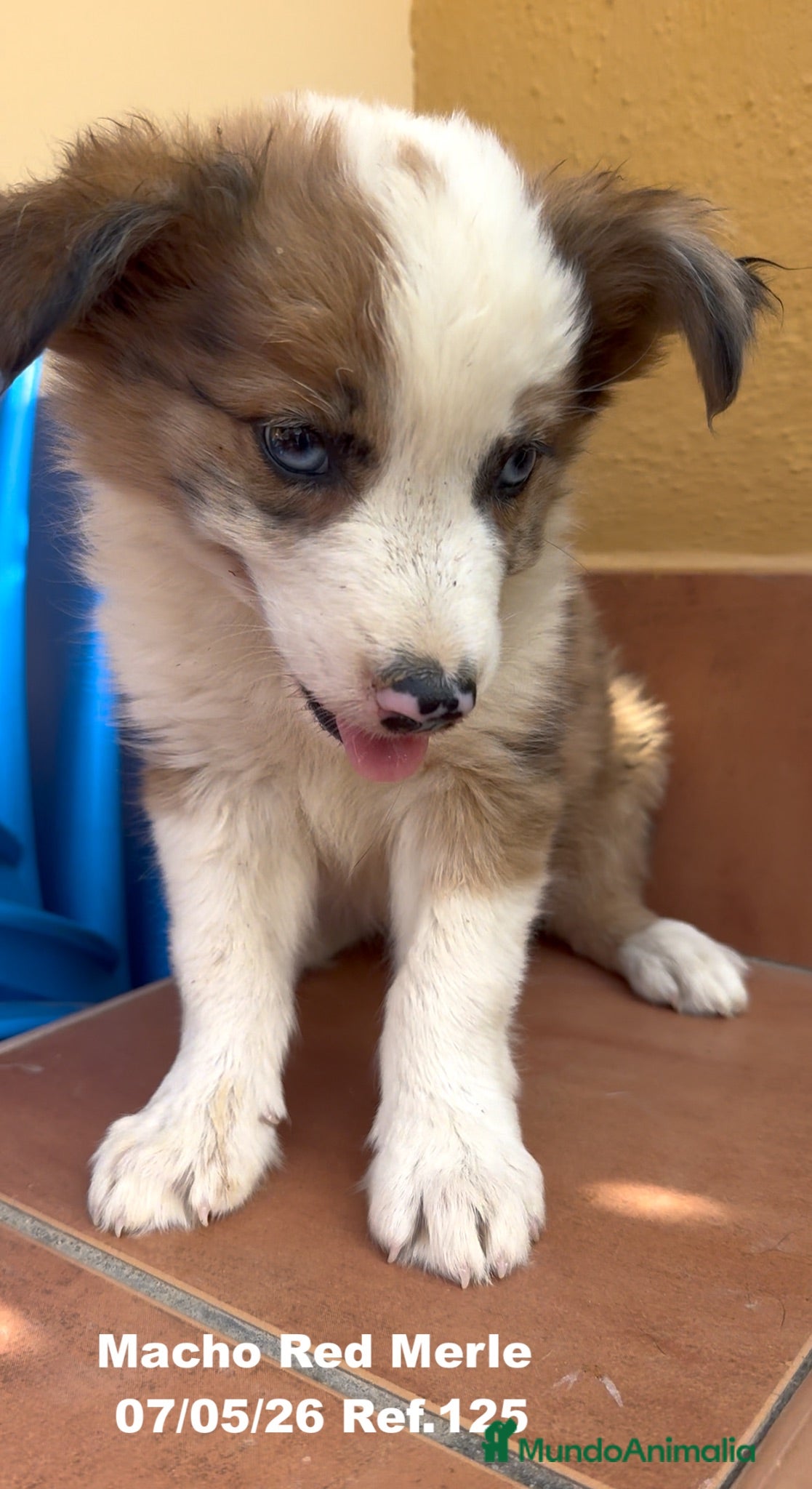 Border Collie perros Border Collie De Villa Biznaga - Anuncio 1