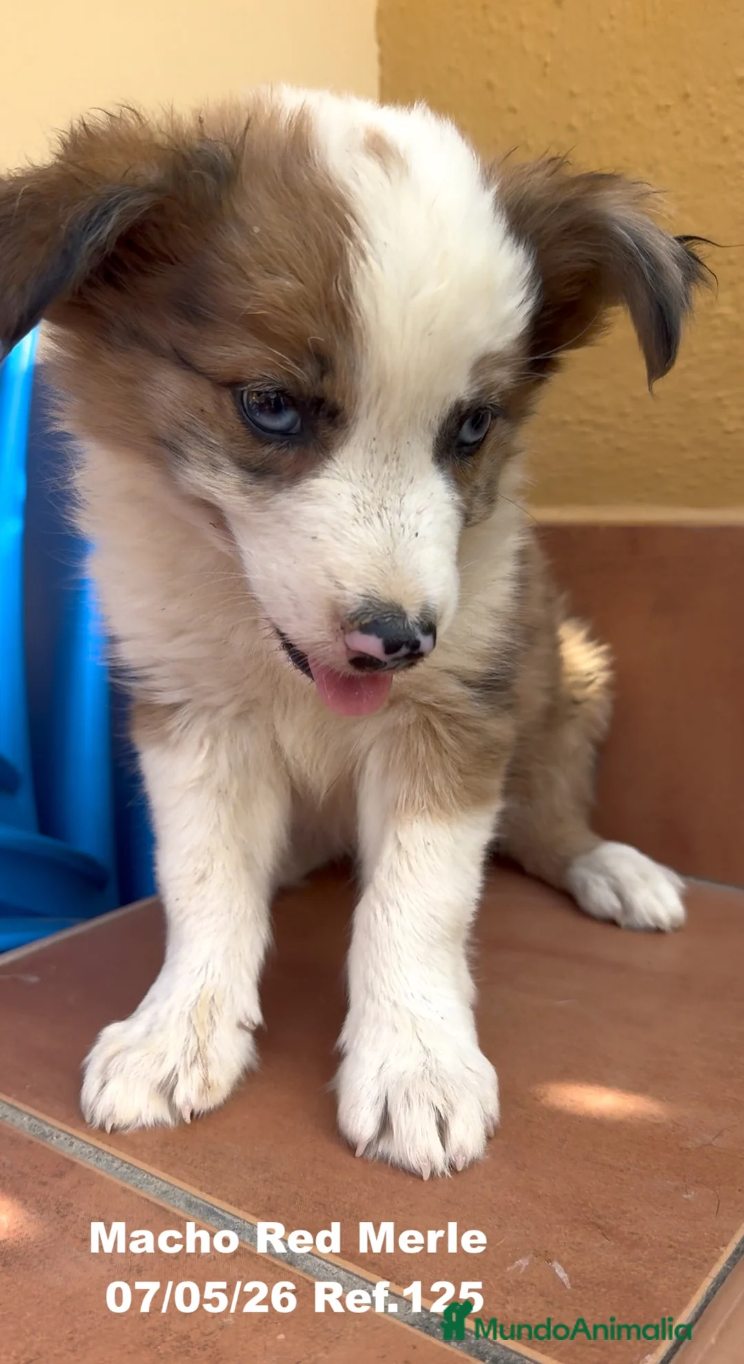 Border Collie perros en venta: Border Collie De Villa Biznaga - Anuncio 1