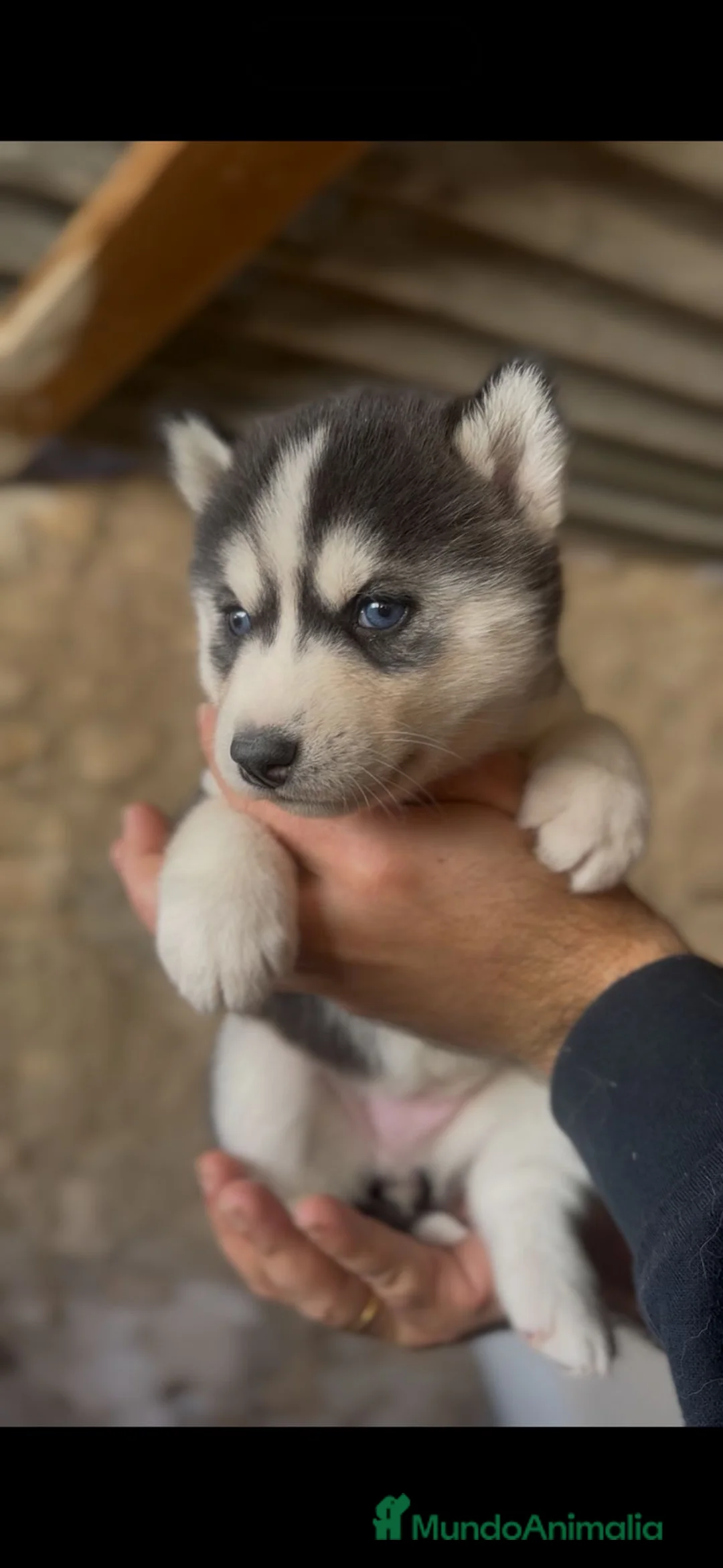 Husky Siberiano perros en venta: Husky Siberiano  - Anuncio 5