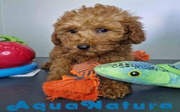 Caniche Enano perros en venta: Caniche Hembra DCD 5774 AQUANATURA - Imagen 7