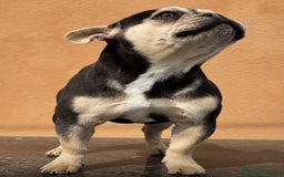 Bulldog Francés perros en venta: Bulldog francés Blue tan  - Imagen 2