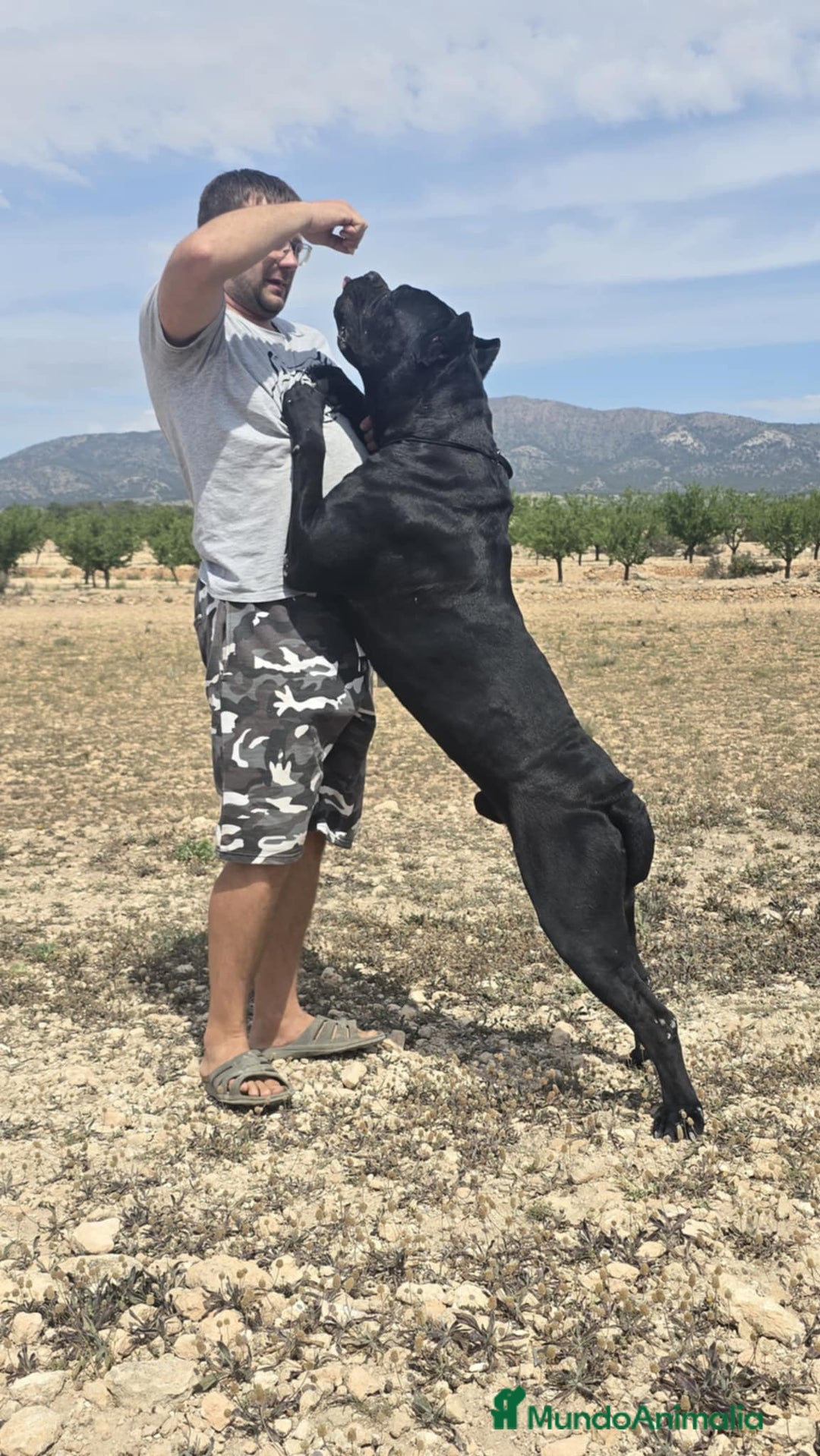 Cane Corso perros en adopcion: Cane Corso para adopción  - Anuncio 2