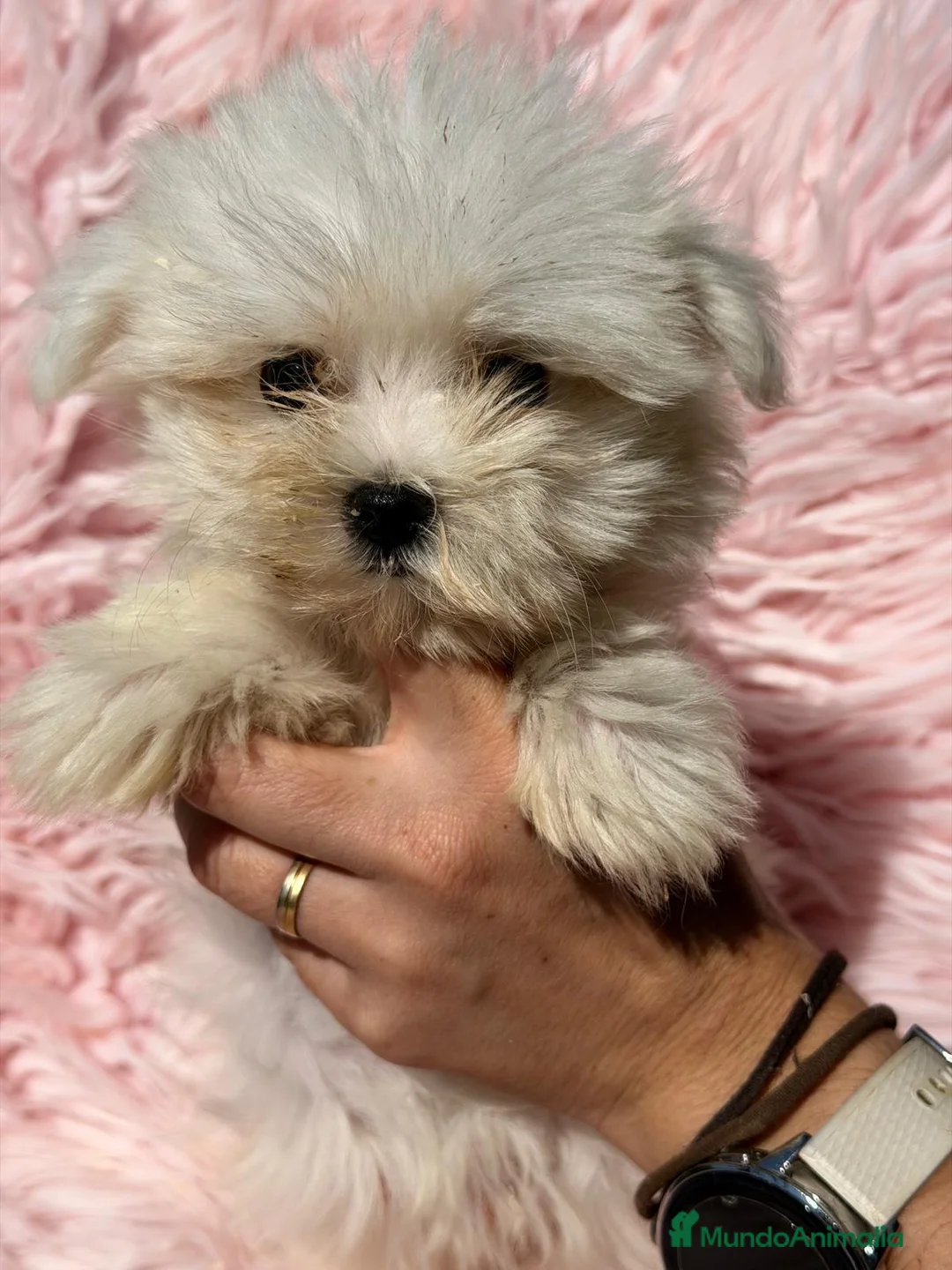 Bichón Maltés perros en venta: BICHÓN MALTES COREANO HEMBRA - Anuncio 4