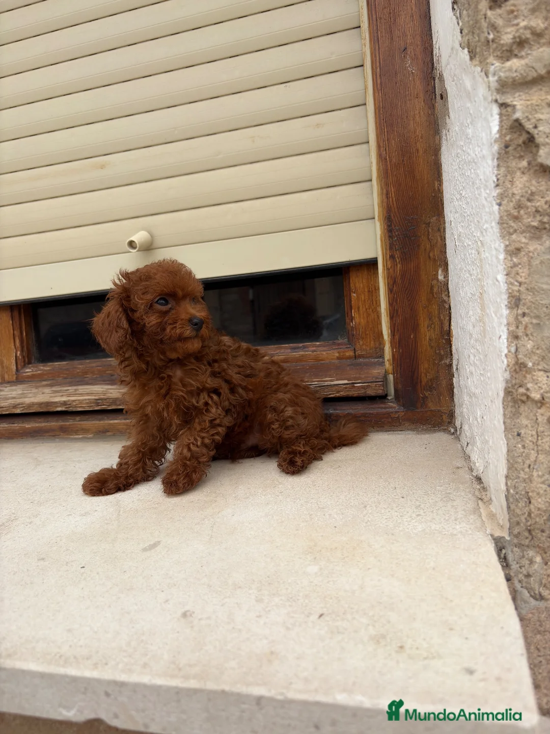 Caniche Toy perros en venta: Caniche Toy rojo  - Anuncio 2