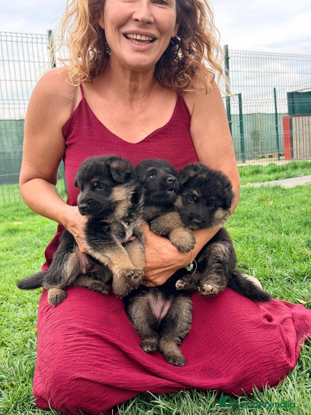 Pastor Alemán perros en venta: Pastor Alemán familia - Anuncio 2