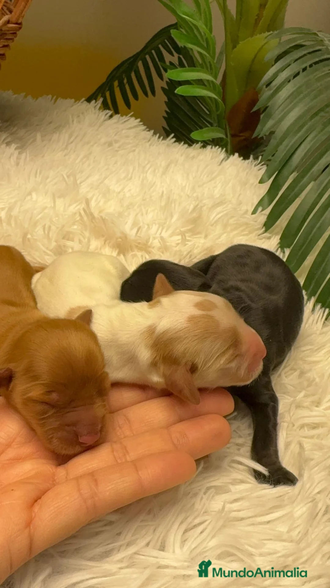 Cocker Spaniel Inglés perros en venta: COCKER SPANIEL INGLES - Anuncio 12