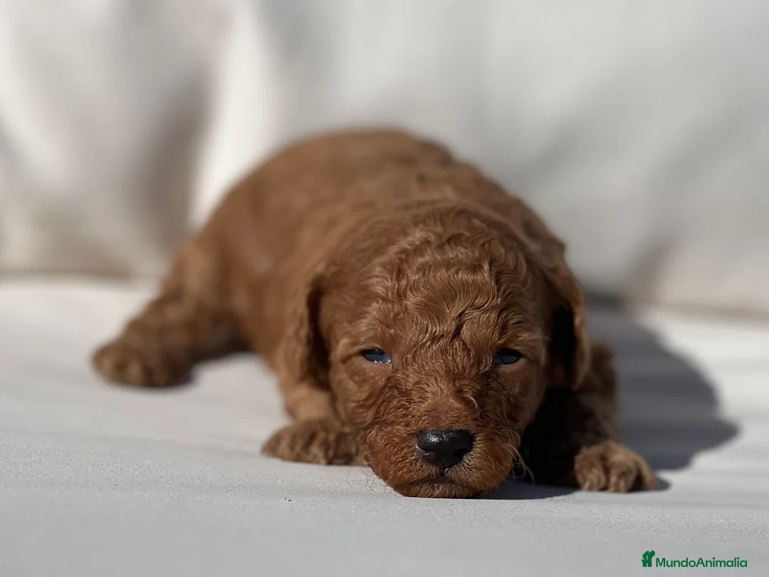 Caniche Toy perros en venta: PRECIOSO EJEMPLAR DE CANICHE TOY ROJO - Anuncio 2