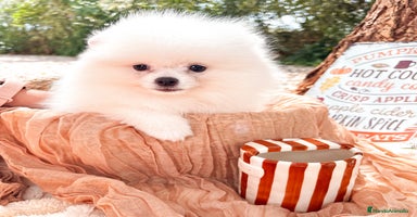 Pomerania perros - Anuncio 3