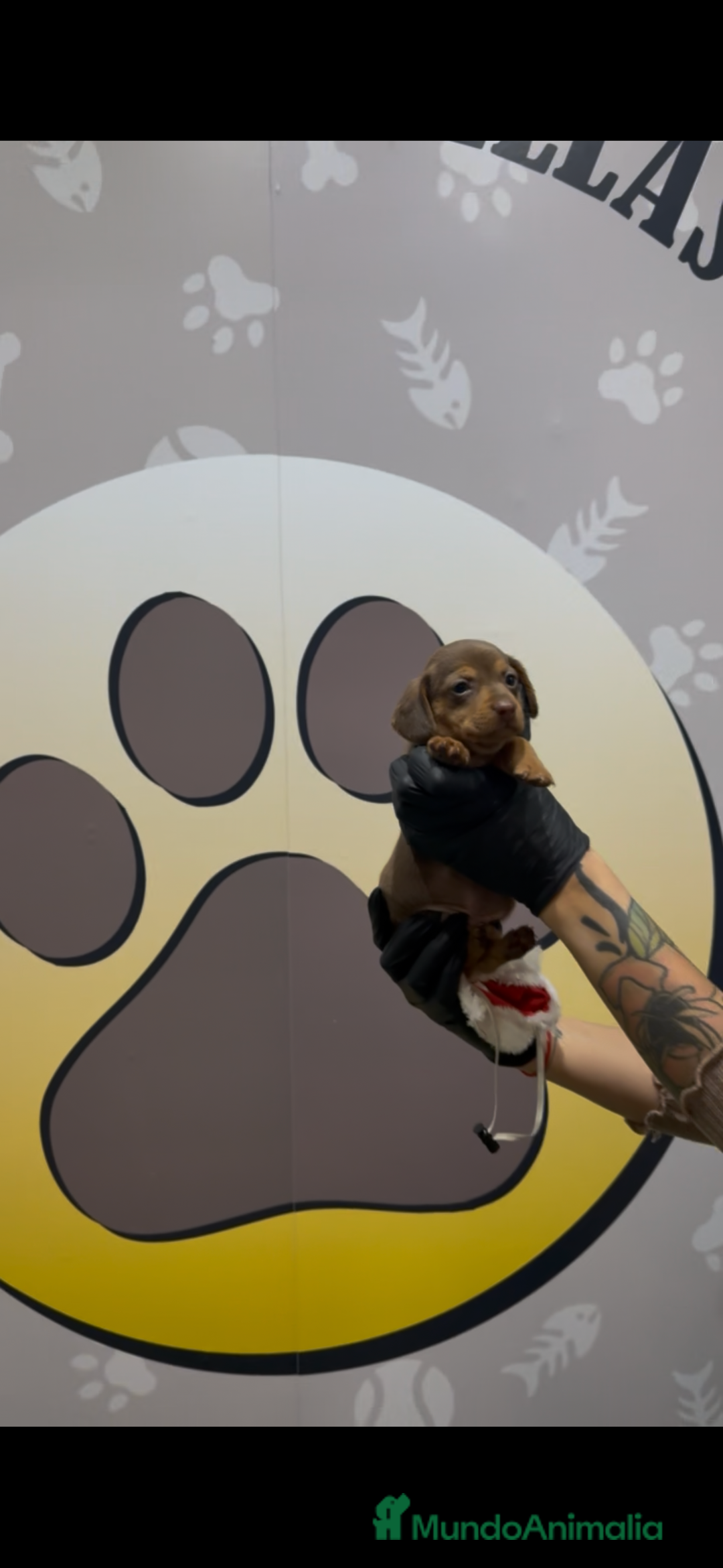 Teckel Miniatura perros en venta: Teckel mini bebé hembra chocolate - Anuncio 6