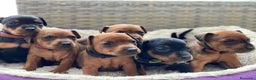 Pinscher Miniatura perros en venta: PINSCHER MADRID !!! - Anuncio 3
