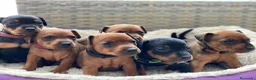 Pinscher Miniatura perros en venta: PINSCHER MADRID !!! - Anuncio 3
