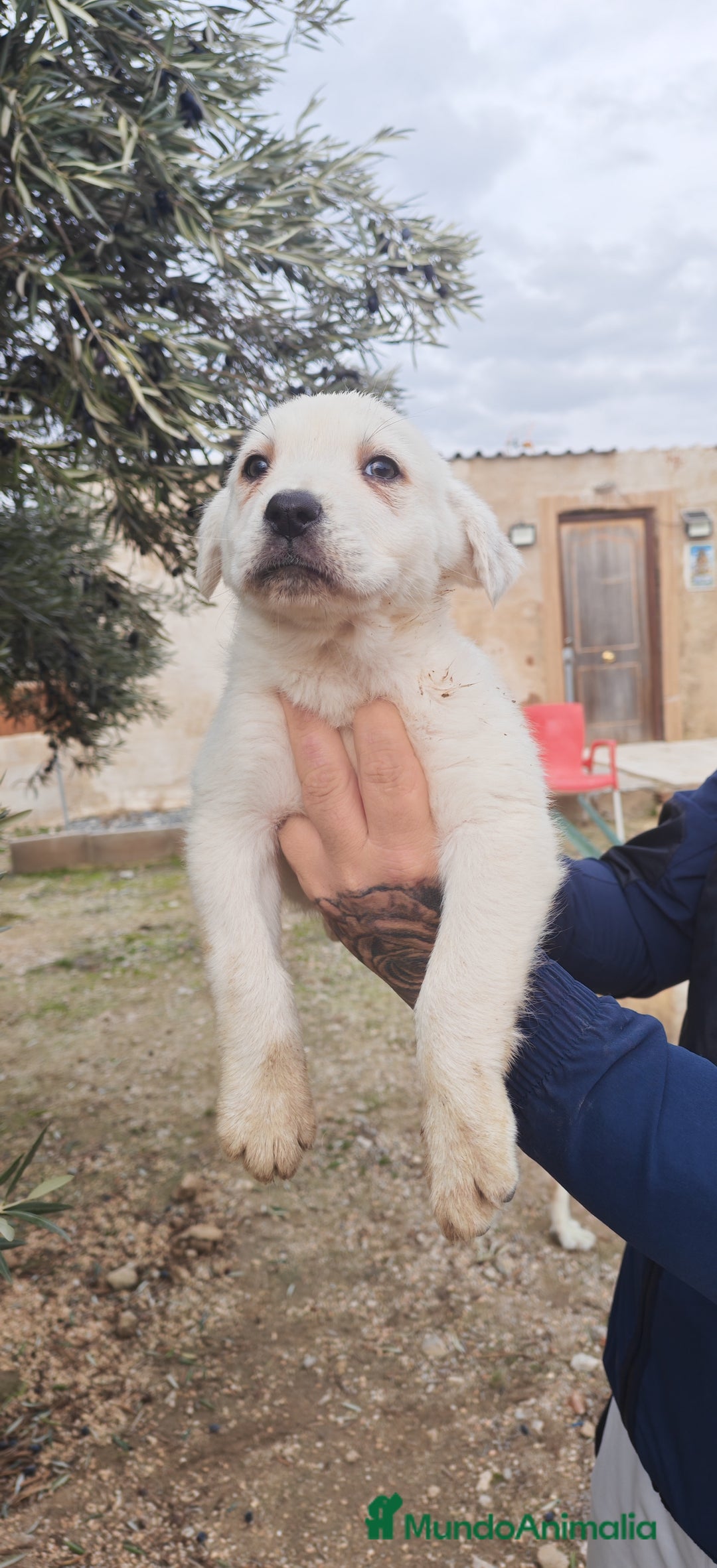 Mastín Español perros en venta: MASTÍN ESPAÑOL - Anuncio 8