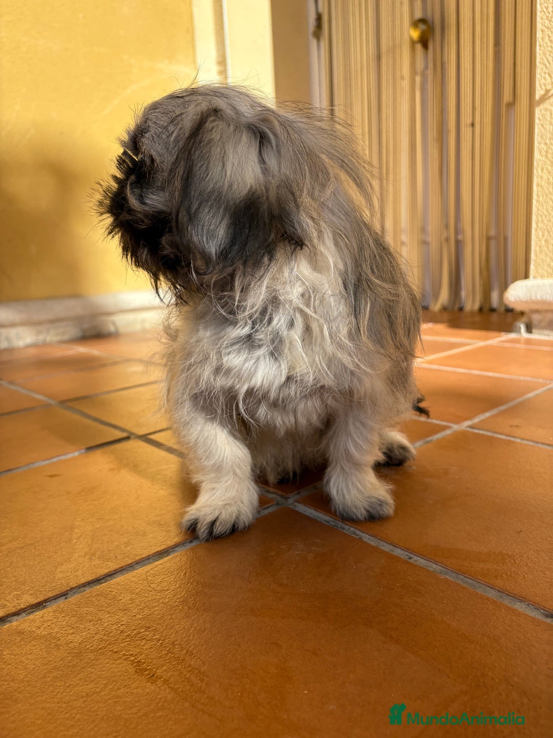 Pekinés perros en venta: Pekines imperial hembra preciosa  - Anuncio 22