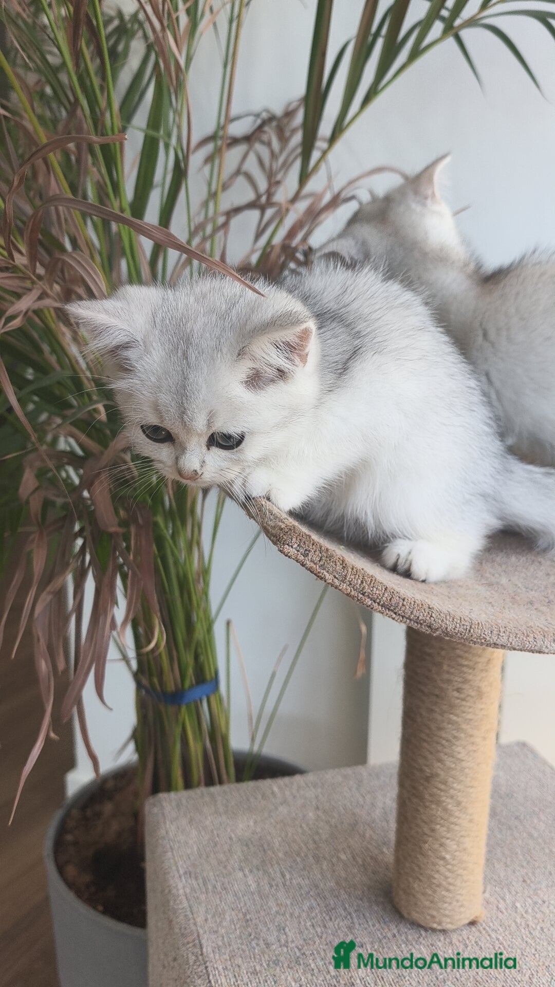 Británico de Pelo Corto gatos en venta: British Silver Chinchilla  - Imagen 6
