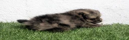 Pomerania perros en venta: Pomerania - Anuncio 10