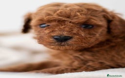 Caniche Toy perros en venta: Caniche toy macho - Imagen 4