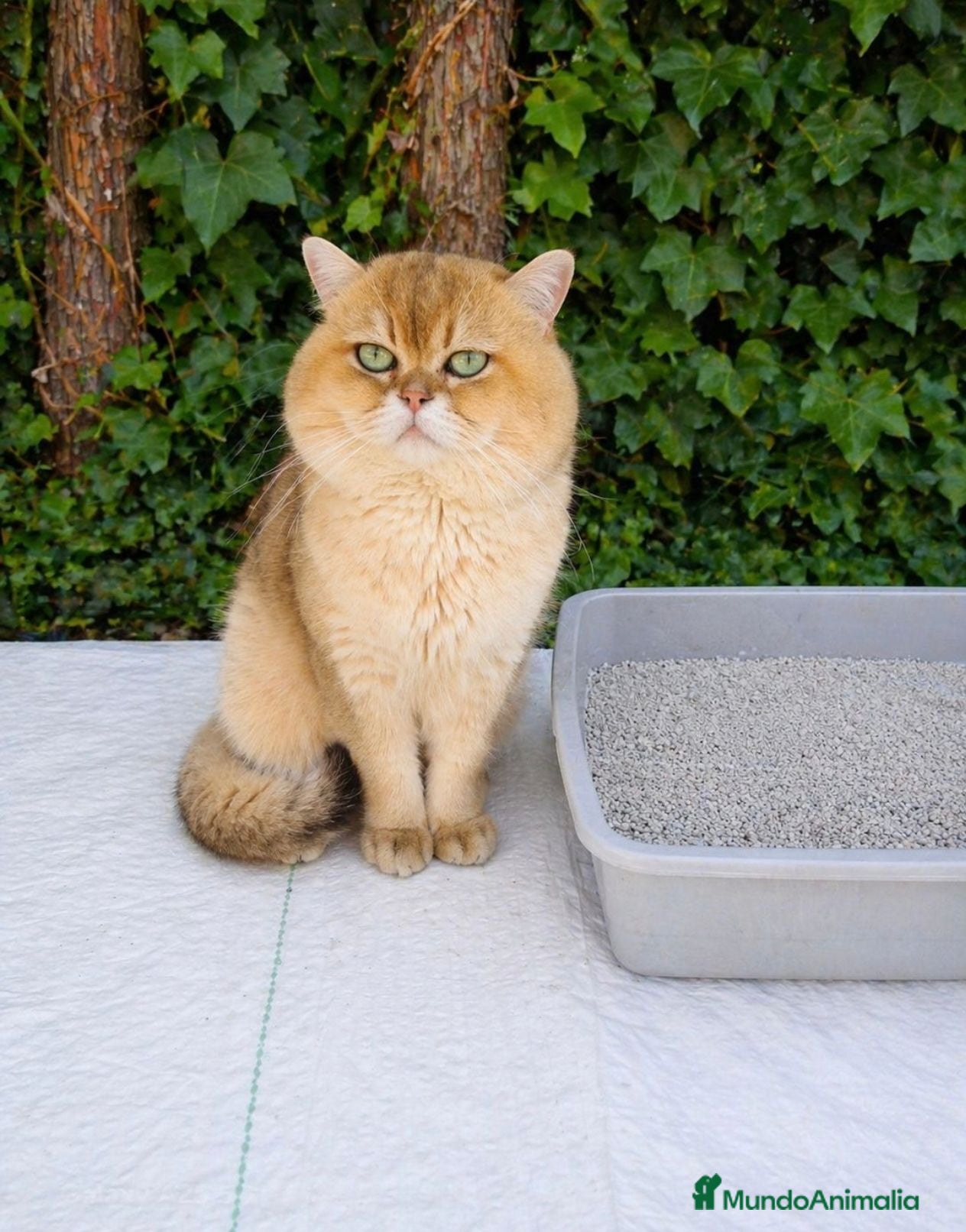 Británico de Pelo Corto gatos Monta British Shortair macho - Anuncio 33