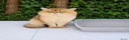 Británico de Pelo Corto gatos para monta: Monta British Shortair macho - Anuncio 1