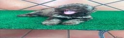 Perro de Agua Español perros en venta: Perro de agua Español  - Anuncio 5