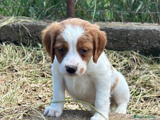 Épagneul Breton perros en Barcelona - Anuncio 9