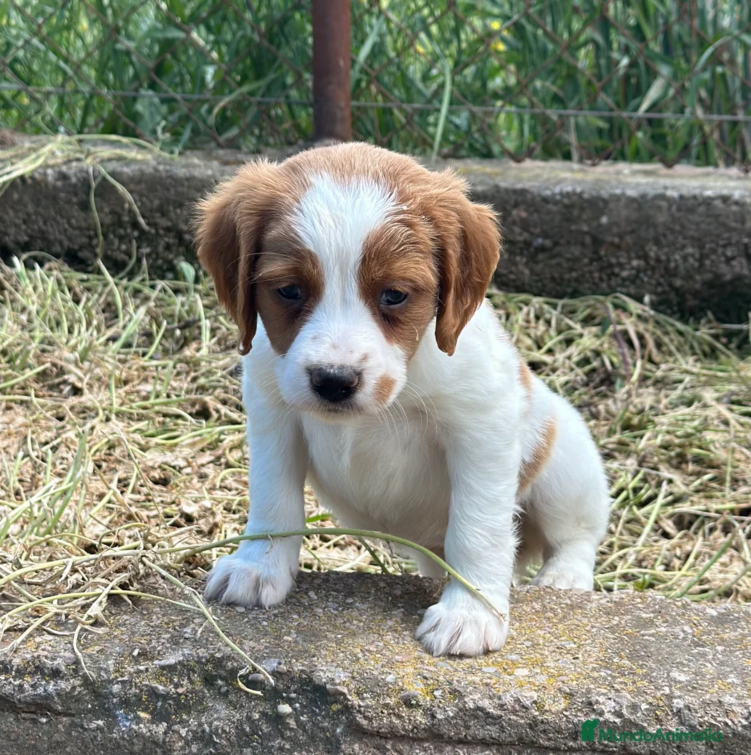 Épagneul Breton perros en venta: BRETÓN ESPAÑOL CALIDAD en Barcelona - Anuncio 1