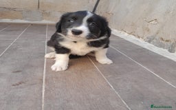 Border Collie perros en venta: BORDER COLLIE SABLE - Imagen 13
