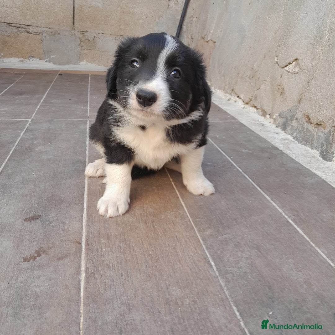 Border Collie perros en venta: BORDER COLLIE SABLE - Imagen 13