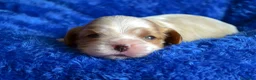 Cavalier King Charles Spaniel perros en venta: cachorros calidad compañia macho y hembra - Anuncio 2