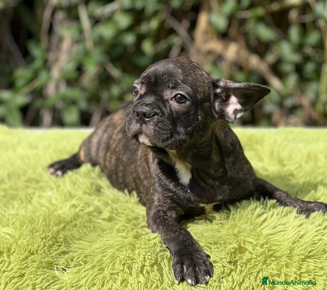 Bulldog Francés perros en venta: Bulldog atigrado  - Imagen 6