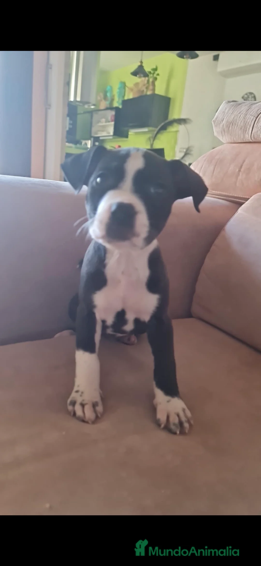 American Staffordshire-Terrier perros en venta: Preciosas hembras disponibles  en Sevilla - Anuncio 2