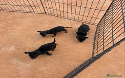 Pinscher Miniatura perros en venta: Pinscher miniatura negro fuego  - Anuncio 8