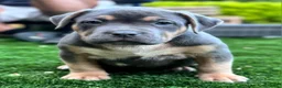 American Bully perros en venta: Cachorros American Bully XL disponibles  - Anuncio 6