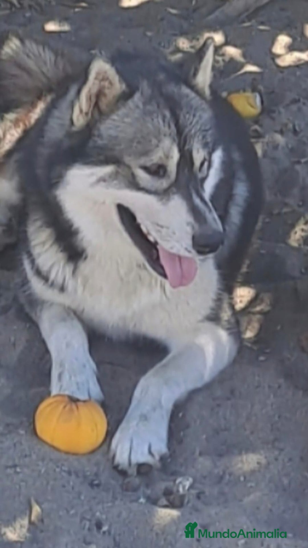 Husky Siberiano perros en adopcion: Husky siberiano en adopción responsable  - Anuncio 3