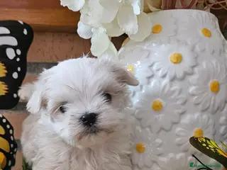 Bichón Maltés perros CAMADA DE BICHÓN MALTÉS - Anuncio 5