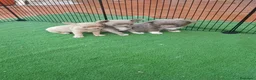 Chihuahua perros en venta: Exclusivos cachorros de chihuahua - Anuncio 7