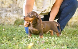 Teckel perros en venta: Teckel 🌭 Pequeños de patas, grandes de alma en Burgos - Imagen 2