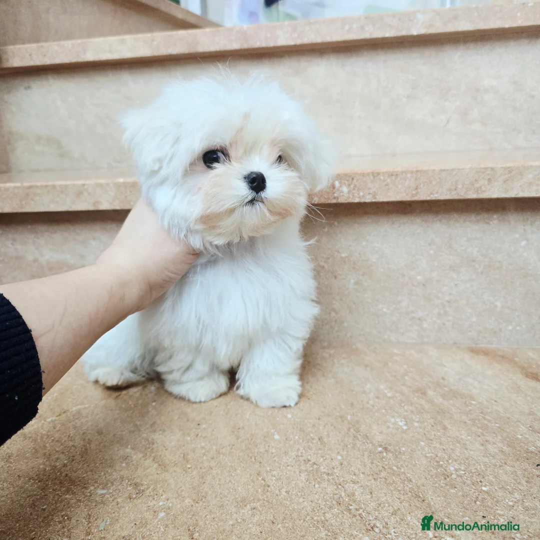 Bichón Maltés perros en venta: Cachorro de Bichón Maltés coreano  en Barcelona - Anuncio 7