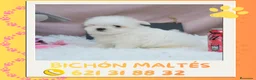 Bichón Maltés perros en venta: Bichón maltés enano 🎀 - Anuncio 1