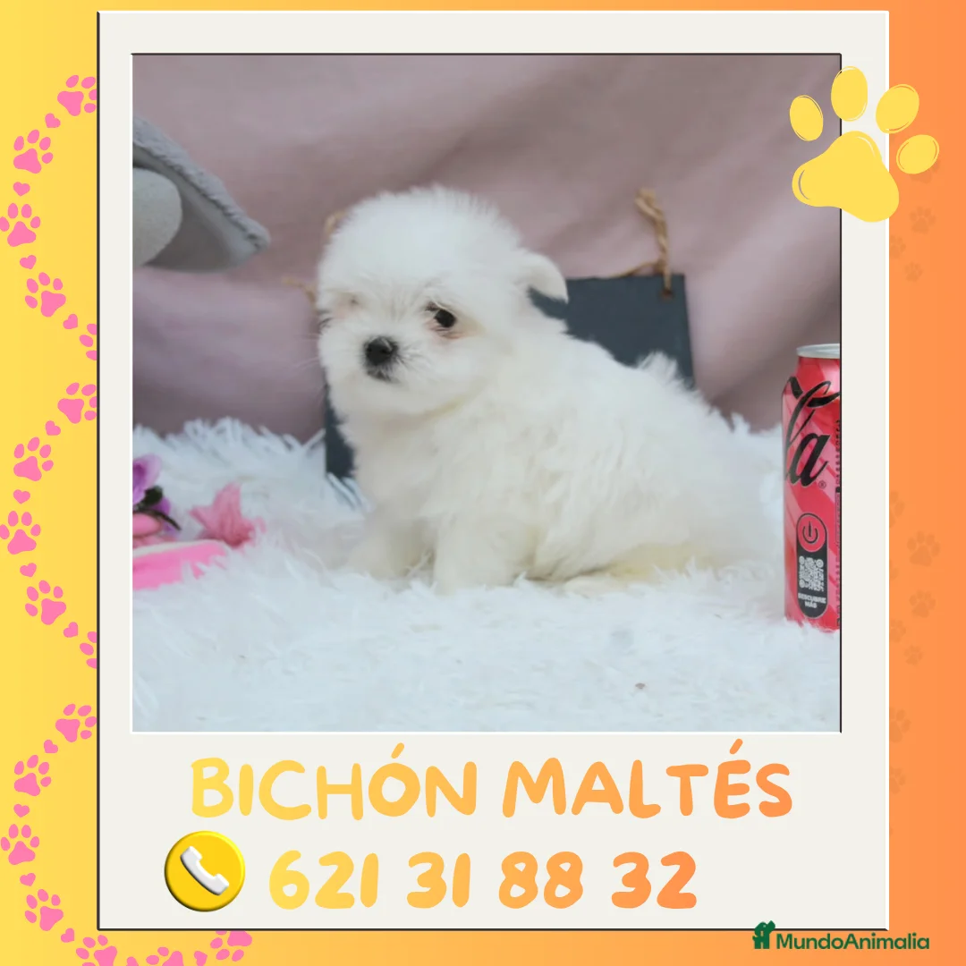 Bichón Maltés perros en venta: Bichón maltés enano 🎀 - Anuncio 1
