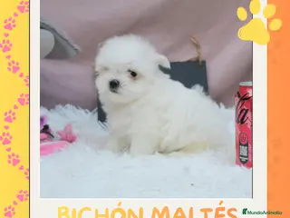 Bichón Maltés perros Bichón maltés enano 🎀 - Anuncio 3