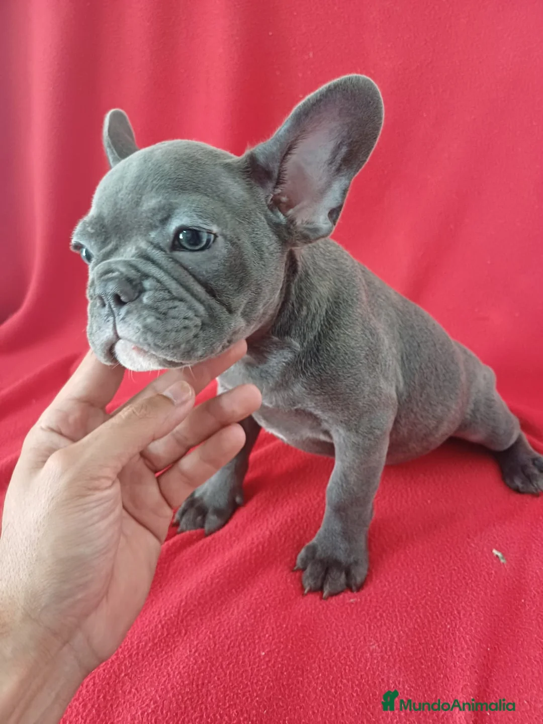 Bulldog Francés perros en venta: Bulldog Francés  - Anuncio 2