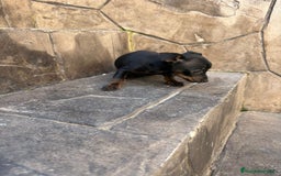 Pinscher Miniatura perros en venta: Pinscher miniatura  - Anuncio 6